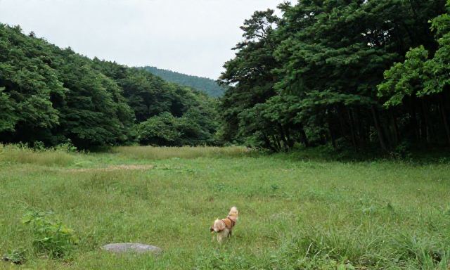 애견동반계곡 관련 대표 이미지