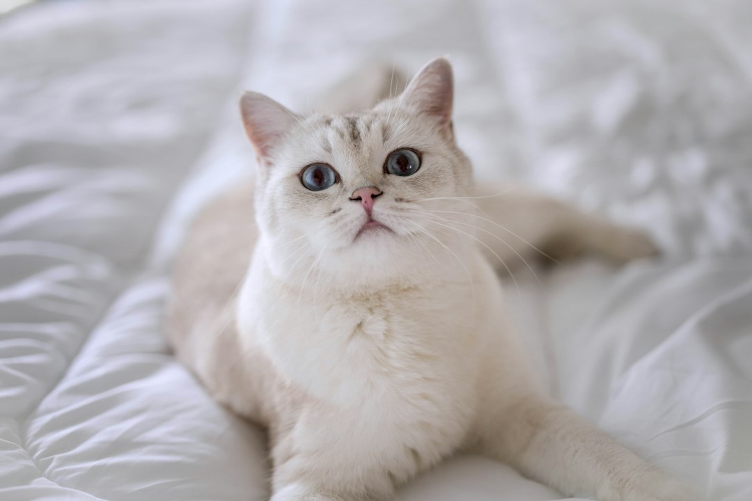 카오스고양이 참고 이미지 2