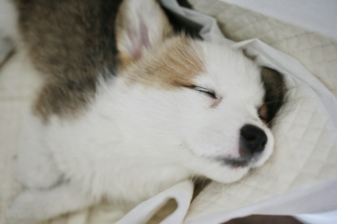강아지입양 참고 이미지 2